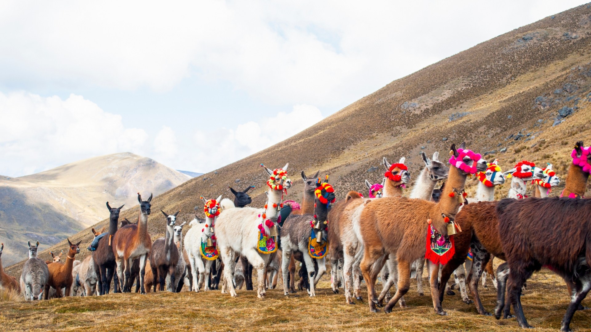 Caravana de llamas andinas en la ruta del Santa Cruz Trek, Perú