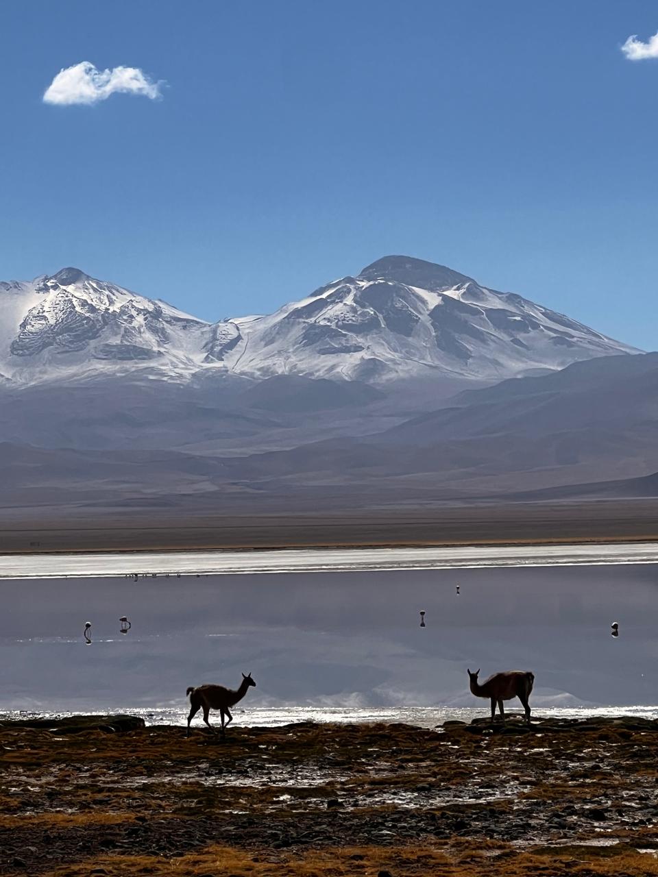 Guanacos y flamencos junto a una laguna altiplánica camino al Ojos del Salado