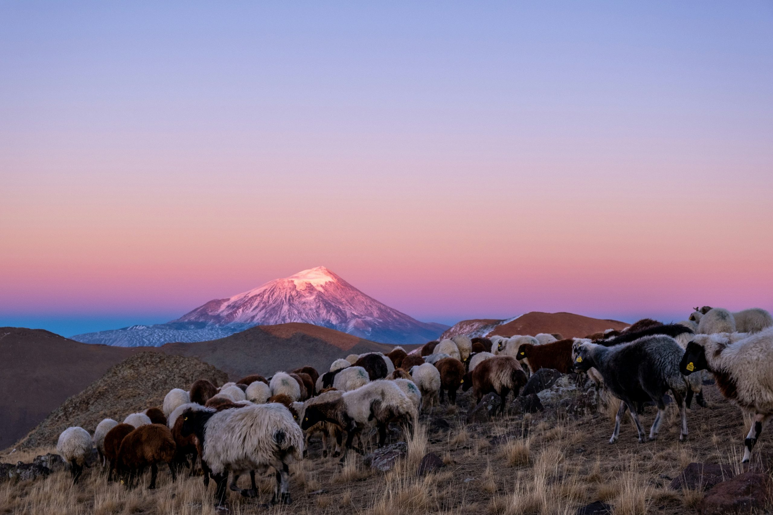 El Monte Ararat al atardecer, con un rebaño en primer plano