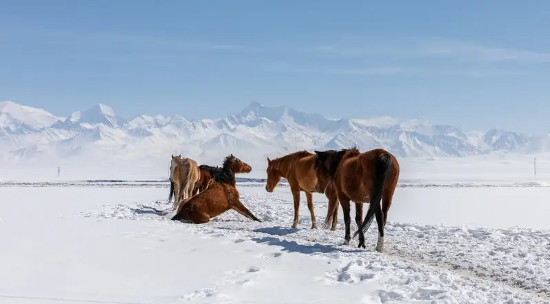 Horses in the snow in Kyrgyzstan