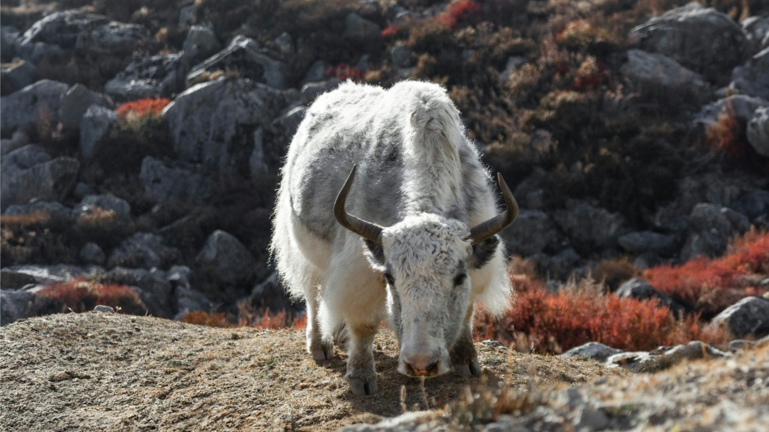 A yak grazing in the Langtang Valley