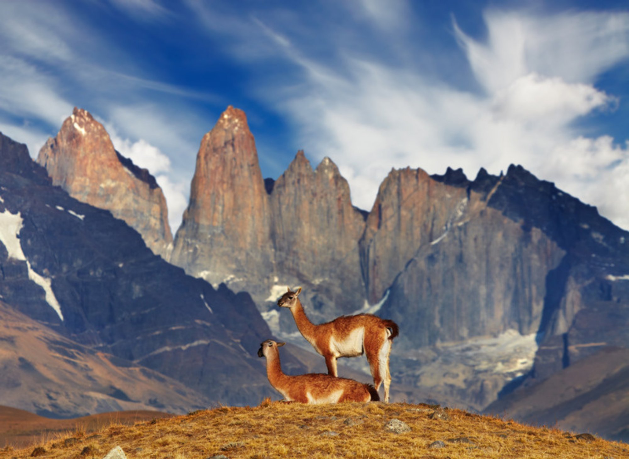 Guanacos below the granite towers of Torres del Paine